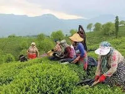 پرداخت ۸۴ درصدی سهم دولت از مطالبات چایکاران