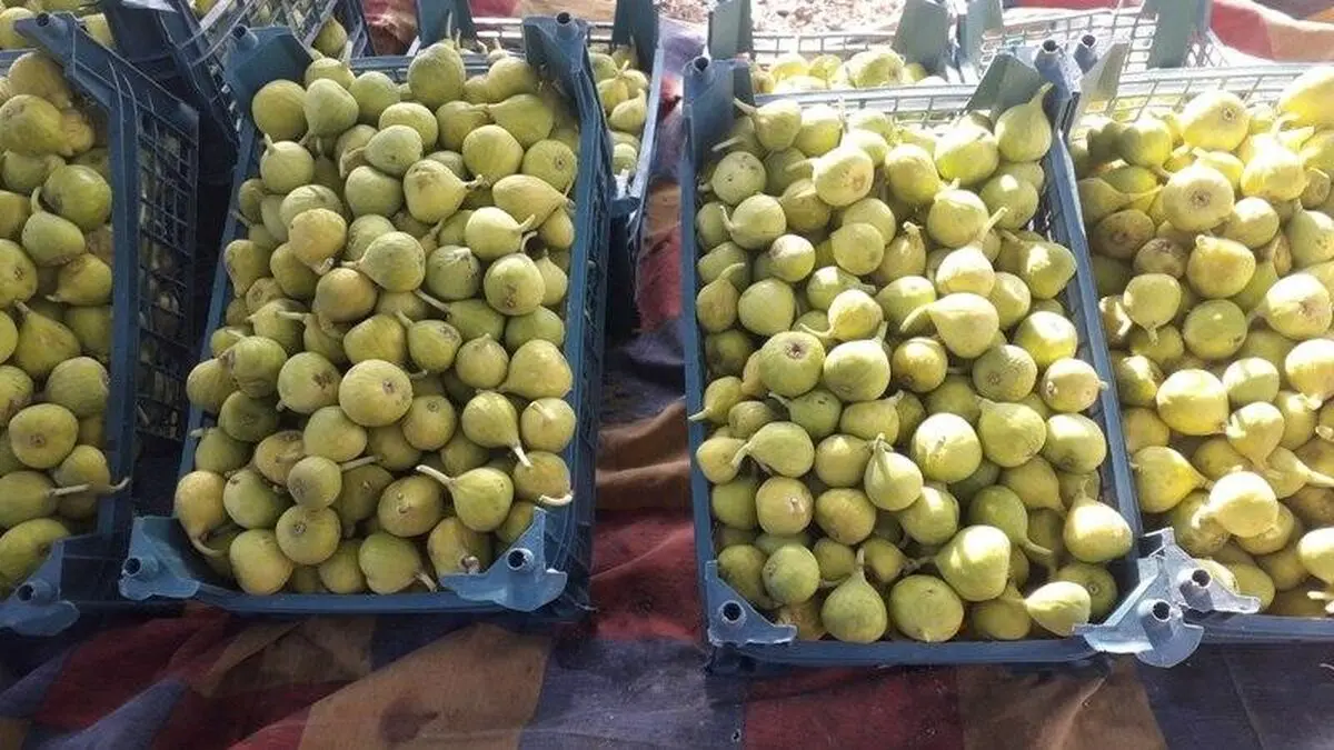 گلایه انجیرکاران بردسکن از پایین بودن قیمت محصول تولیدی/ پای دلالان در میان است/ راه اندازی شرکت تعاونی راهکاری مناسب