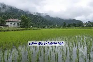 کود معجزه گر برای شالی + میزان و زمان مصرف