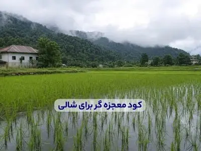 کود معجزه گر برای شالی + میزان و زمان مصرف