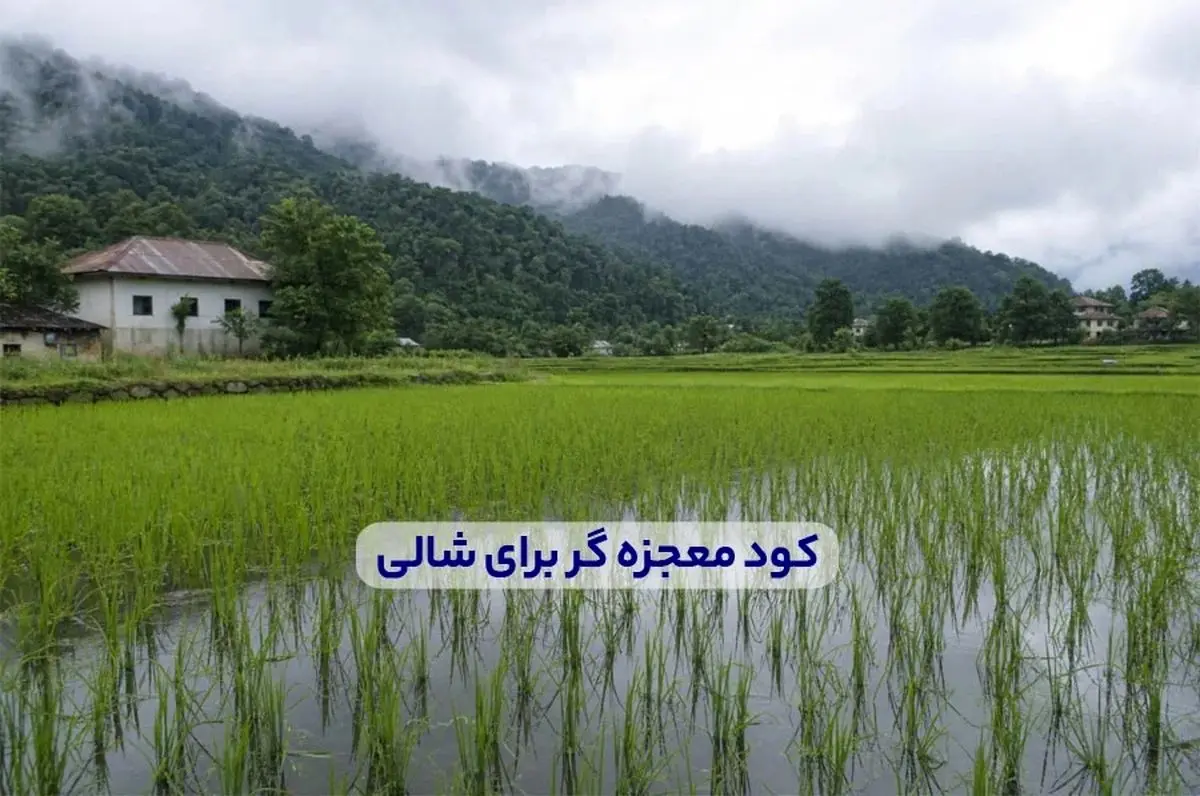 کود معجزه گر برای شالی + میزان و زمان مصرف