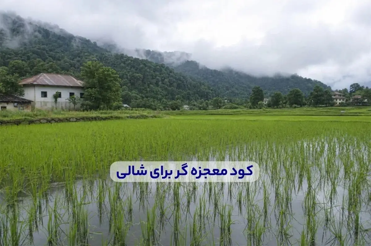 کود معجزه گر برای شالی + میزان و زمان مصرف