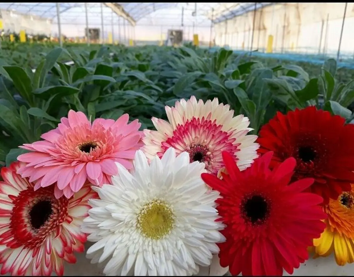تولید سالانه بیش از دو میلیون گل شاخه بریده در آذربایجان غربی 