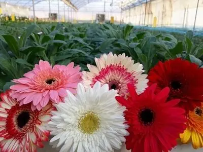 تولید سالانه بیش از دو میلیون گل شاخه بریده در آذربایجان غربی 