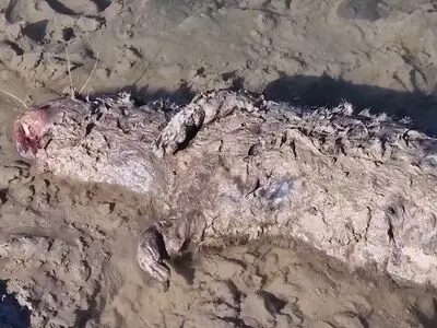 ماهیگیری با برق در خوزستان به اوج خود رسیده! + فیلم