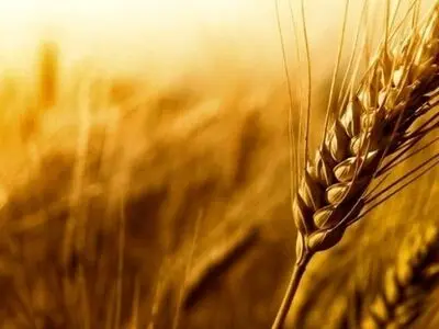 در 2 سال گذشته هیچ گندم سن زده‌ای وارد سیلوهای کرمانشاه نشده است