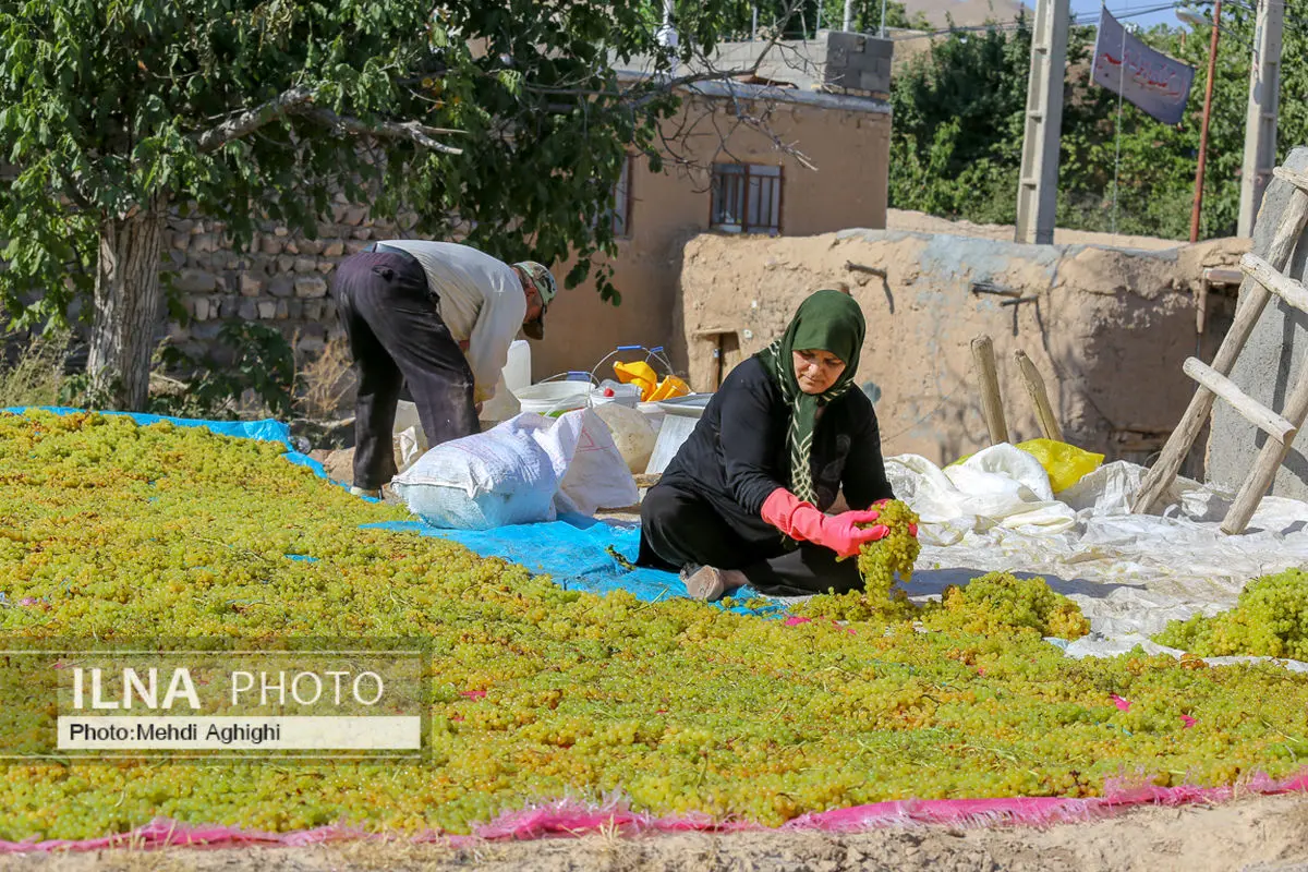 پایدارسازی تولید انگور متناسب با ویژگی دشت قزوین مورد توجه جدی قرار گیرد