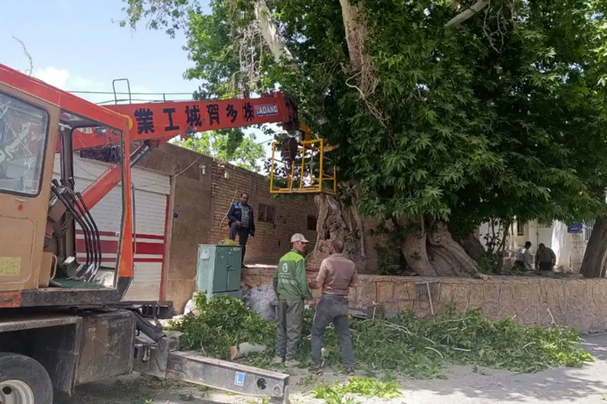 نجات چنار کهن‌سال طرقرود با اقدام جهادی و مشارکت همگانی
