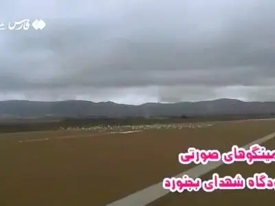 فلامینگوها در فرودگاه بجنورد فرود آمدند! + فیلم