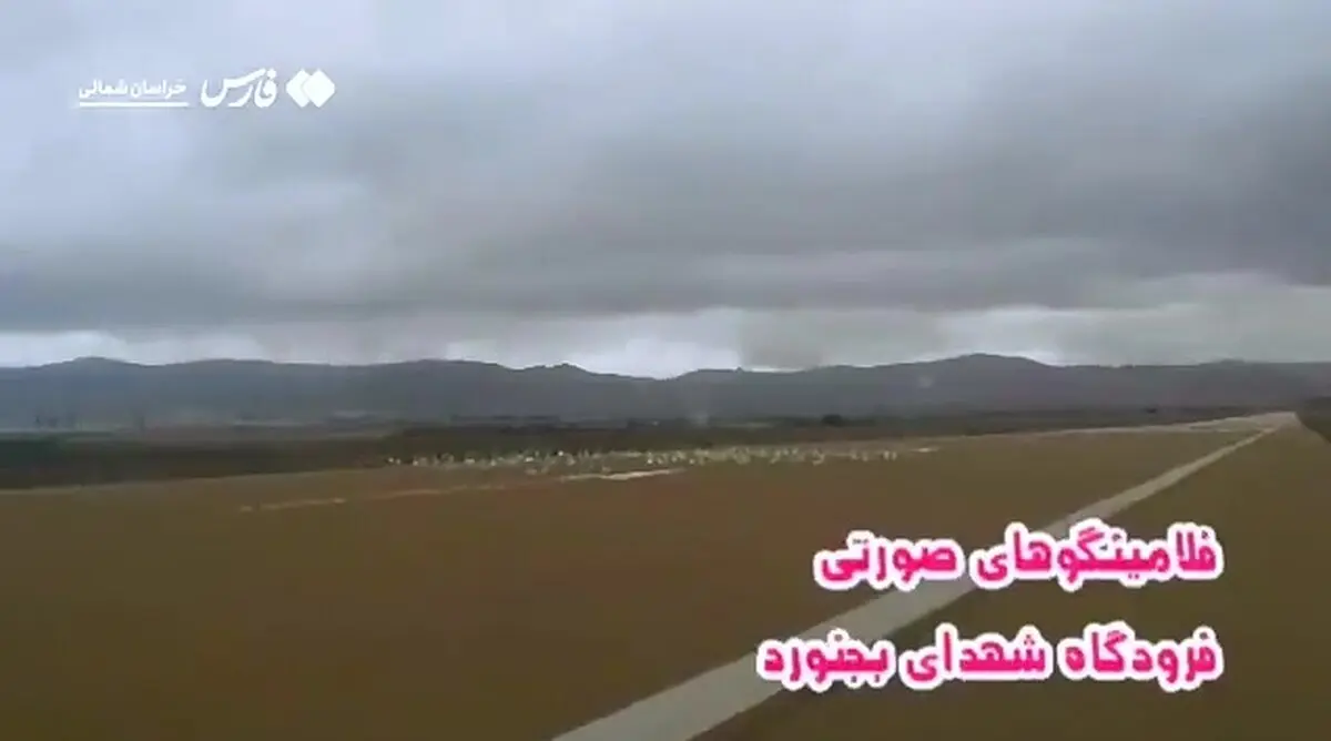 فلامینگوها در فرودگاه بجنورد فرود آمدند! + فیلم