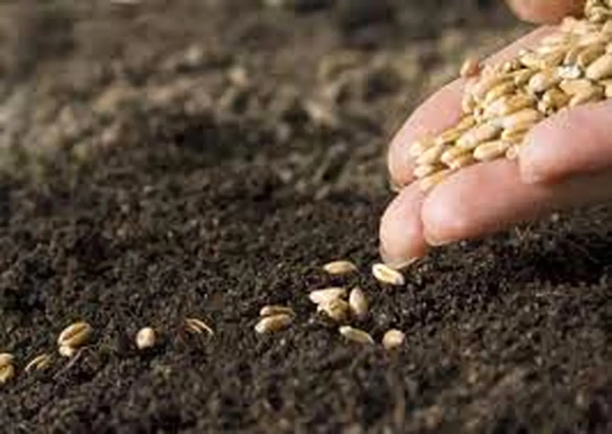 تولید بیش از یک‌سوم بذر محصولات زراعی اساسی توسط شبکه تحت پوشش سازمان مرکزی