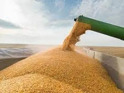کوتاهی دولت در اعلام قیمت خرید تضمینی گندم