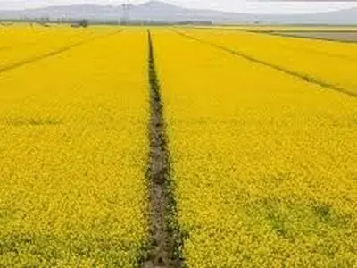 قیمت خرید تضمینی کلزا برای حمایت از کشاورزان افزایش یابد