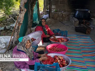 برداشت انار از شهرستان ایج
