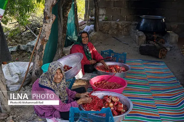 برداشت انار از شهرستان ایج