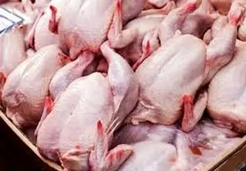 تولید بیش از دو هزار کیلوگرم گوشت مرغ در چهارمحال و بختیاری 