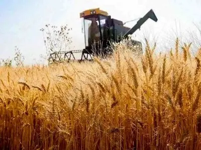 افزایش 20 درصدی میزان خرید تضمینی گندم در استان مرکزی