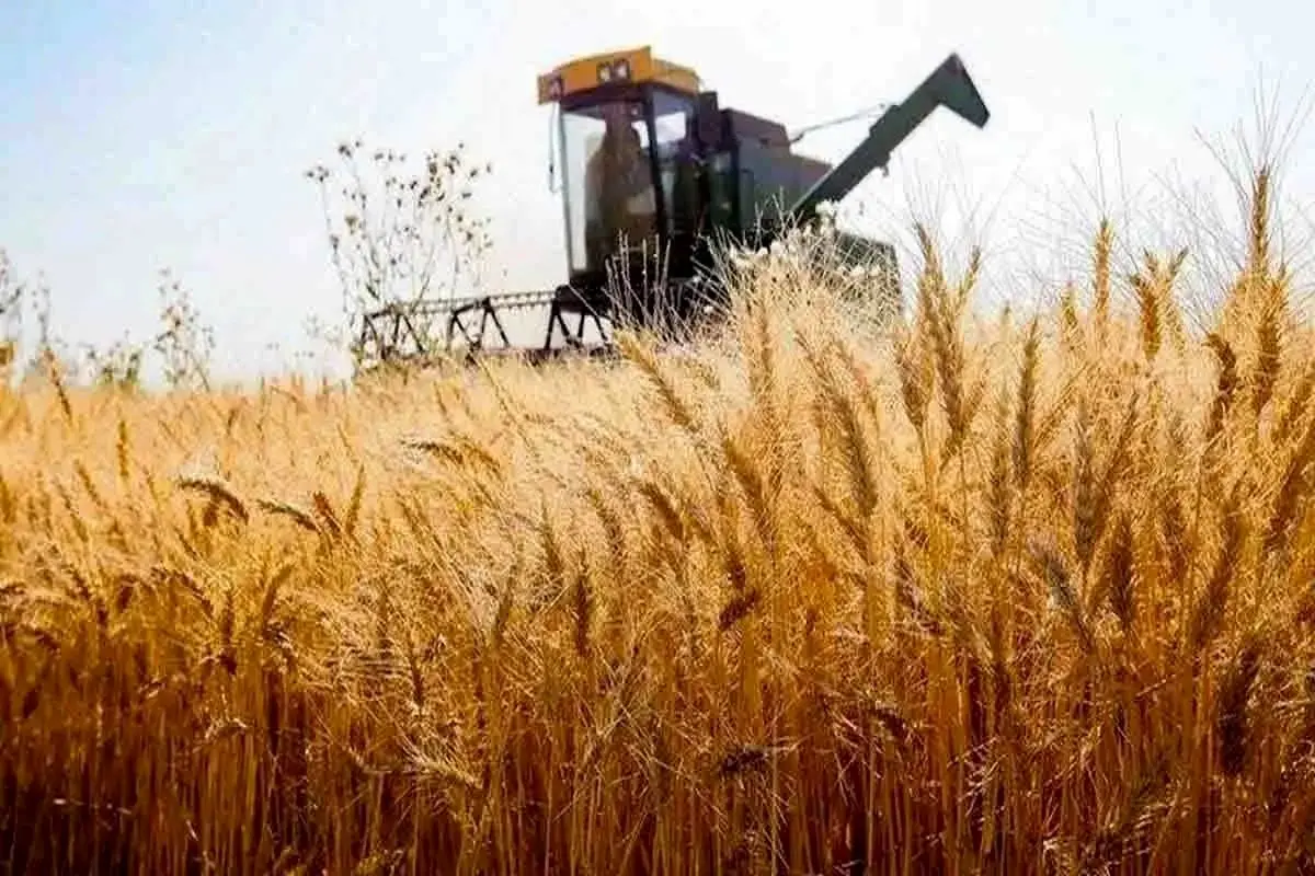 افزایش 20 درصدی میزان خرید تضمینی گندم در استان مرکزی