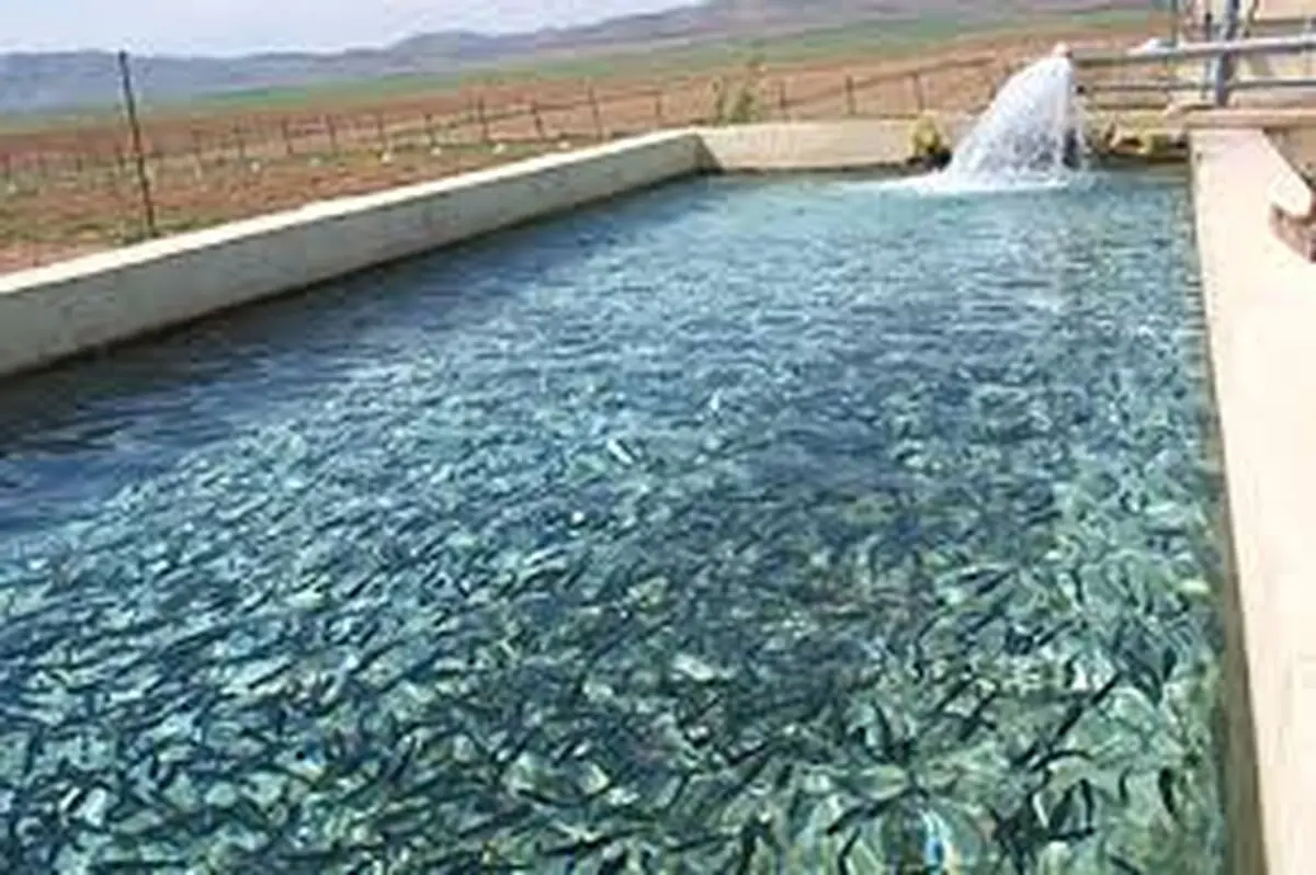 صادرات ۵۵۰ میلیون دلاری شیلات در سال گذشته 