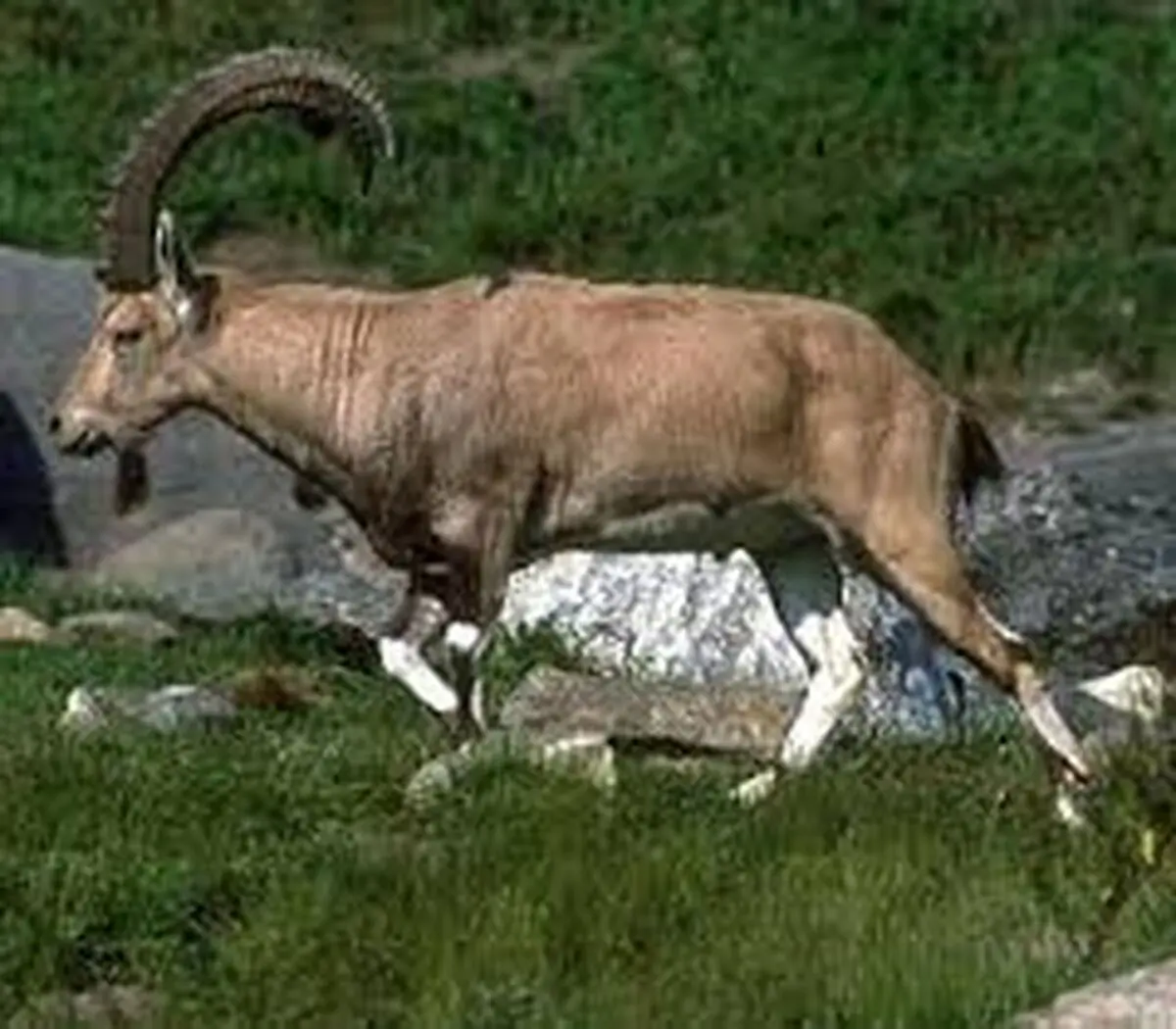 شکارچیان بز کوهی دستگیر شدند