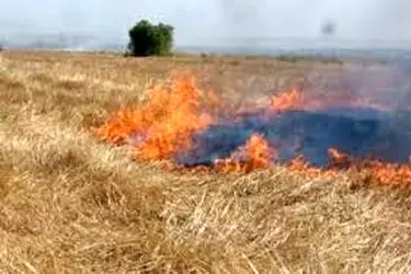 مهار حریق در گیسکان استان بوشهر همچنان ادامه دارد