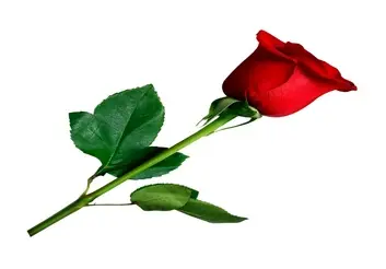 قیمت مصوب گل رز اعلام شد/ ثبات قیمت‌ها تا ابتدای اسفند