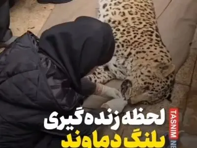 لحظه زنده‌گیری پلنگ دماوند + فیلم