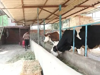 فارس با پلاک‌کوبی یک میلیون و ۱۷۰ هزار رأس دام صدرنشین کشور شد