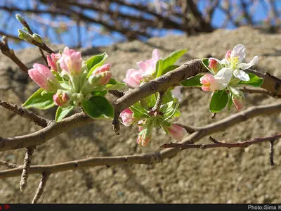 شکوفه های بهاری در همدان