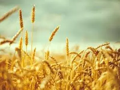 اجرای طرح ملی گندم بنیان در خرمشهر