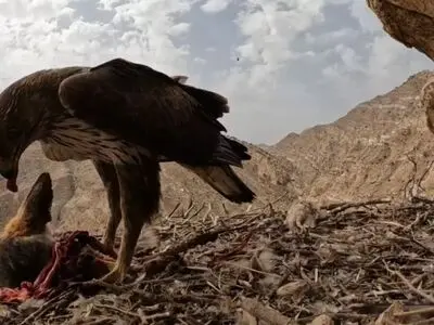 شکار روباه توسط عقاب در کوهستان زاگرس + فیلم