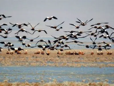 اجرای پایش زمستانی پرندگان آبزی و کنارآبزی در 8 سایت استان زنجان