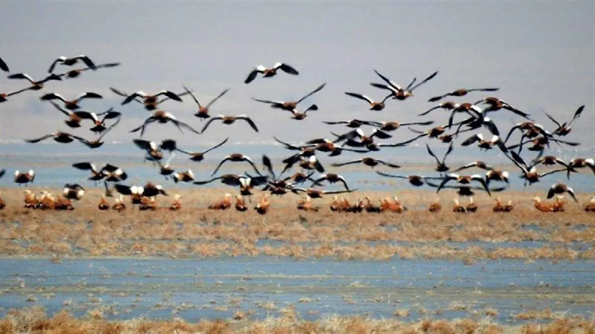 اجرای پایش زمستانی پرندگان آبزی و کنارآبزی در 8 سایت استان زنجان