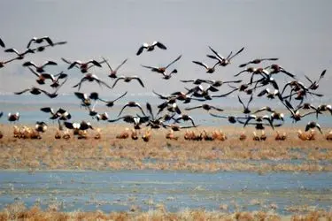 اجرای پایش زمستانی پرندگان آبزی و کنارآبزی در 8 سایت استان زنجان