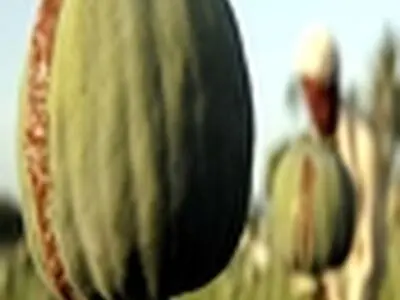 کشت خشخاش در مدرسه ای در گچساران