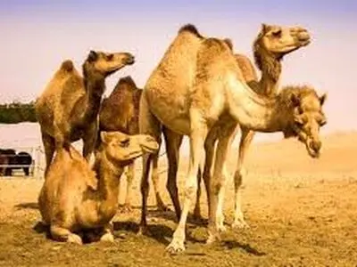 واگذاری امور اجرایی‌ایستگاه پرورش و اصلاح نژاد شتر کشور به بخش غیردولتی