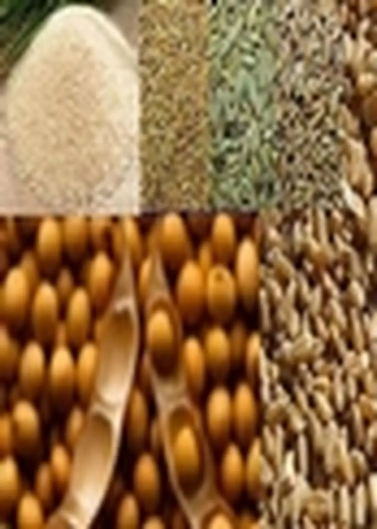 تأمین چهار هزار و ۴۴۰ تن انواع بذر زراعی اصلاح شده برای بخش کشاورزی استان مازندران