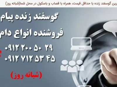 گوسفند زنده مستقیم و ارزان قیمت بدودن واسطه بخرید!