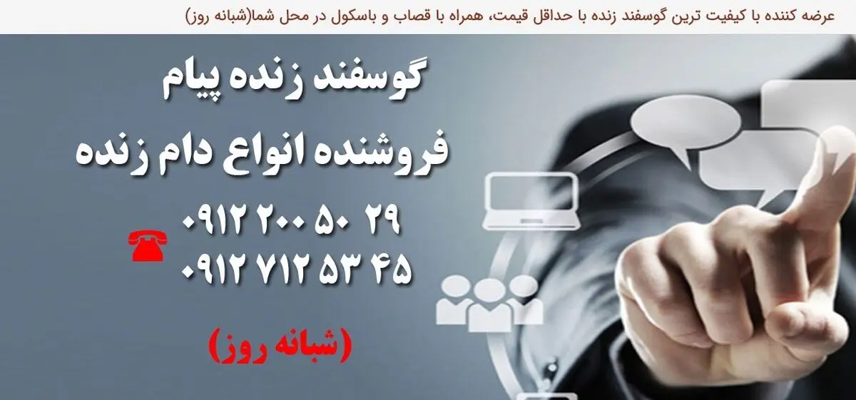 گوسفند زنده مستقیم و ارزان قیمت بدودن واسطه بخرید!