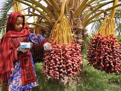 پول خرما به طور مستقیم به حساب کشاورزان واریز می‌شود
