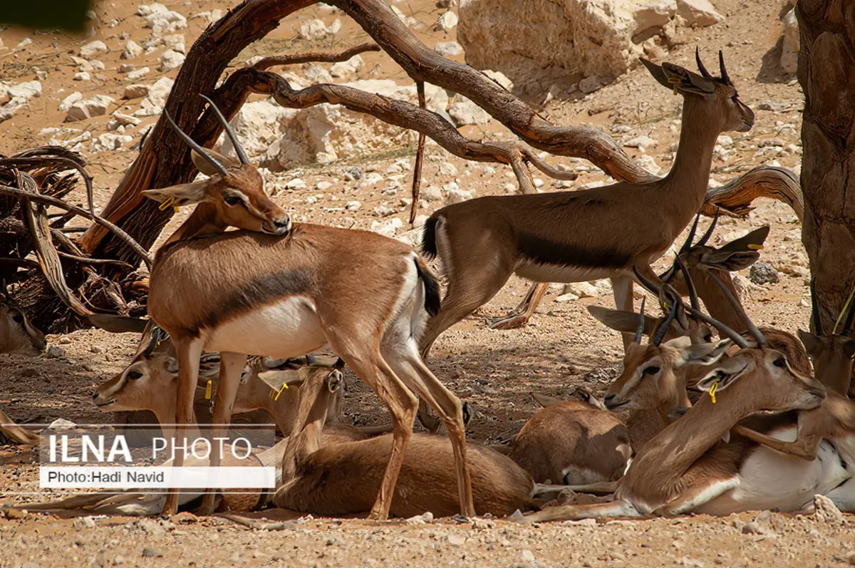 باغ وحش ارم ۱۳ آبان رایگان است
