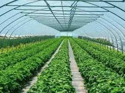 برگزاری رویداد ملی "تا ثریا" برای رونق صنعت گلخانه‌ای موثری است