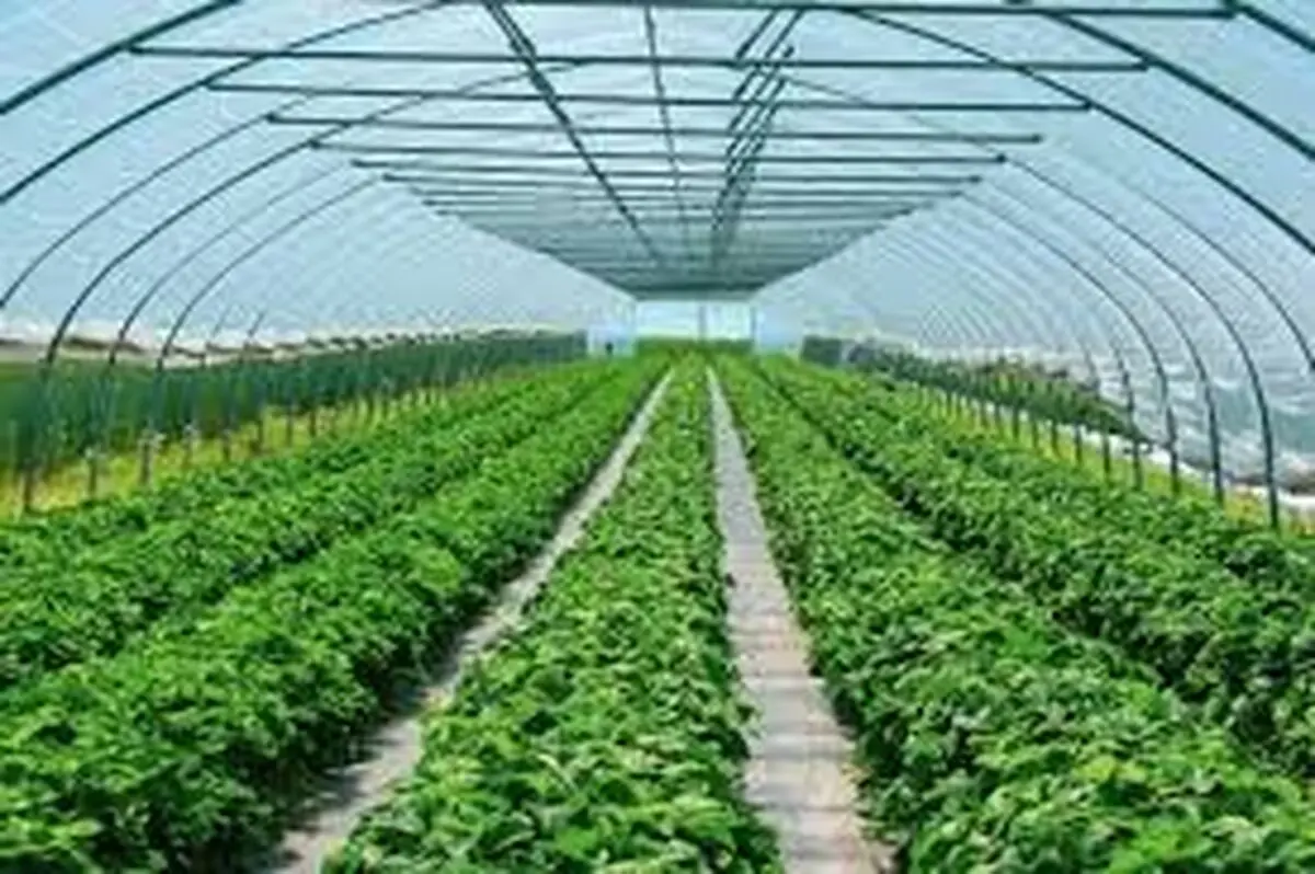 برگزاری رویداد ملی "تا ثریا" برای رونق صنعت گلخانه‌ای موثری است