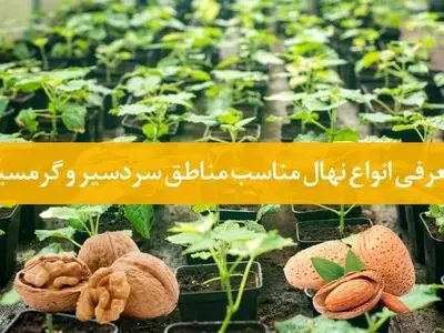 خرید نهال چه نژادی در مناطق گرمسیر و سردسیر مناسب می باشد: