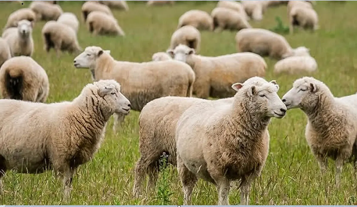 اجرای طرح تولید ملی در دامداری‌های فارس با تخصیص ۱۷۰۰ میلیارد ریال تسهیلات