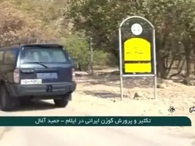 تکثیر و پرورش گوزن ایرانی در ایلام + فیلم
