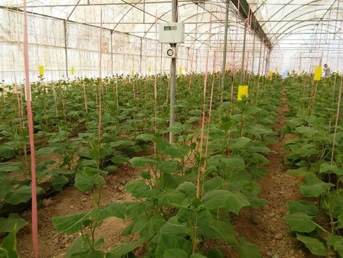 واگذاری مجتمع گلخانه‌ای نودهک تاکستان در قالب 51 قطعه به متقاضیان/ احداث 2 مجتمع گلخانه‌ای آبیک در مرحله استعلامات قرار دارد