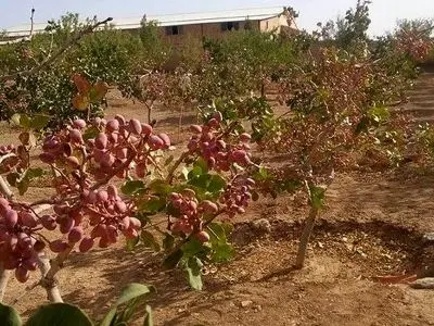 نفس‌های به شماره افتاده بخش کشاورزی و باغات پسته در پی ناترازی‌های انرژی / خسارت‌هایی فراتر از چند ساعت خاموشی