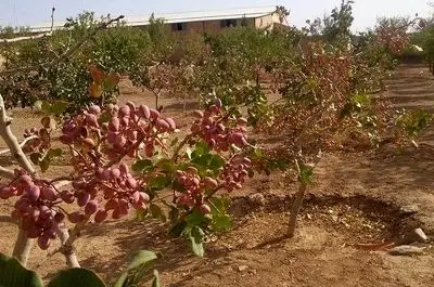 نفس‌های به شماره افتاده بخش کشاورزی و باغات پسته در پی ناترازی‌های انرژی / خسارت‌هایی فراتر از چند ساعت خاموشی
