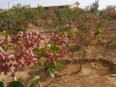 نفس‌های به شماره افتاده بخش کشاورزی و باغات پسته در پی ناترازی‌های انرژی / خسارت‌هایی فراتر از چند ساعت خاموشی